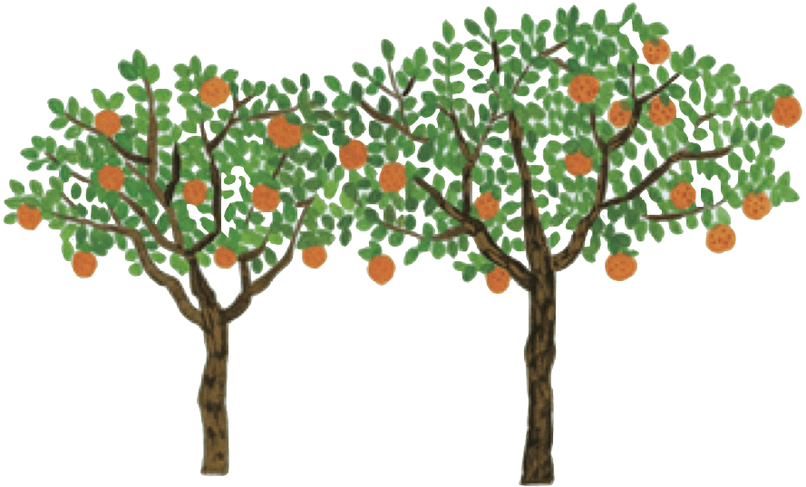 実をつけた2本のみかんの木のイラスト